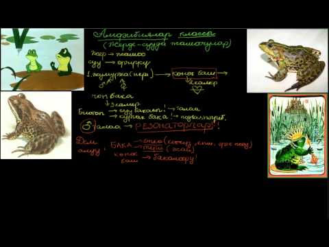Видео: Амфибиялар классы
