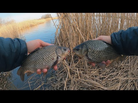 Видео: ВЕСНА 2020, КАРАСЬ НА ПОПЛАВОЧНУЮ УДОЧКУ