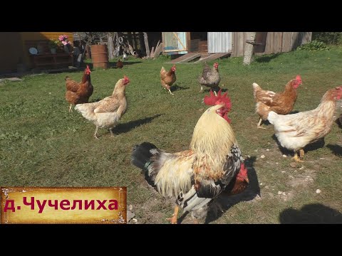 Видео: Красивая и уютная деревня. Дом в деревне на продажу за 300 тысяч. Купить дом недорого.