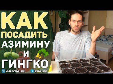 Видео: Как посадить Азимину и Гинкго Билоба?