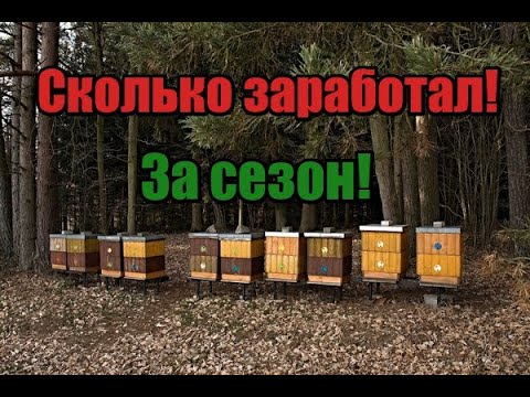 Видео: Цена мёда🍯! Сколько заработал на пасеки🐝! Сколько откачал мёда🍯! Выгодно ли держать пчёл!