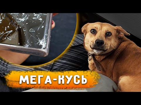 Видео: Щенок в БАГАЖНИКЕ😱. Алиса сгрызла телефон, больше домой не пущу😨 Перс спит в комнате. Нашла вакцины.