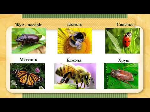 Видео: Я досліджую світ 1 клас Якими бувають тварини