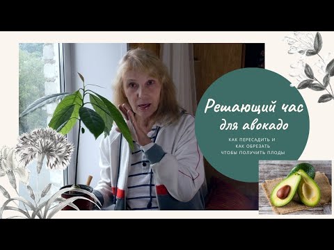 Видео: Авокадо avocado, как пересадить и обрезать, чтобы давал плоды. Формирование кроны, первая обрезка