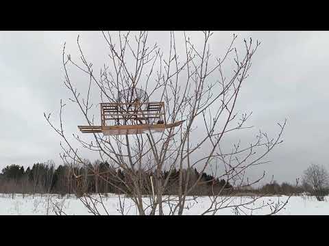 Видео: Ловля щеглов, Fishing for goldfinches 8.03.24.