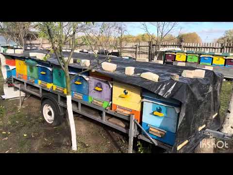 Видео: Осінь на нашій пасіці. Насіння фацеліі 📞0677857870 Черкаси 