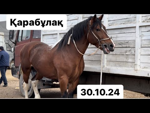 Видео: 5-7 жасар айғырлар 30.10.24 Қарабұлақ мал базары