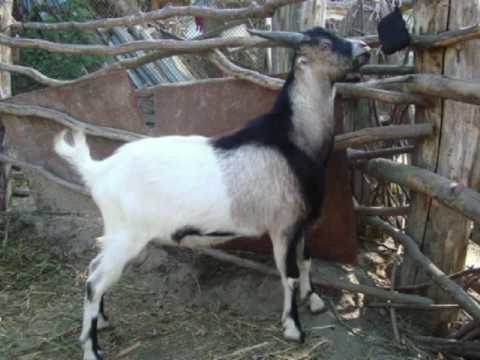 Видео: Кто ты, ЛАМАНЧА?