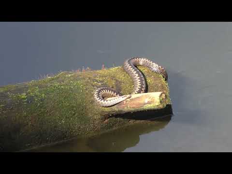 Видео: Сплав по Клязьме в сентябре