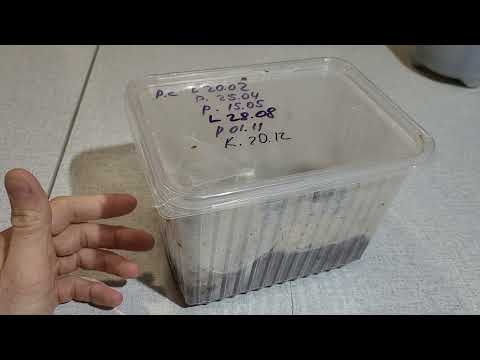 Видео: Разведение Psalmopoeus cambridgei. Samsung S20 FE camera test.