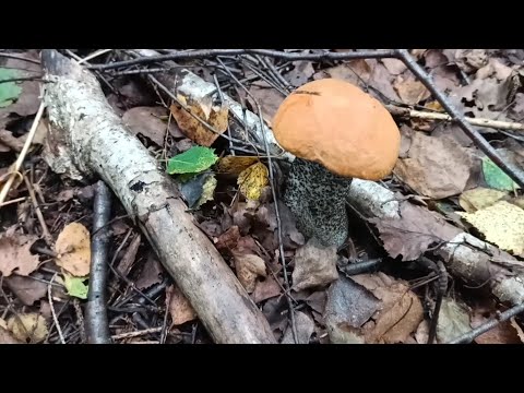 Видео: За грибами!