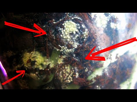 Видео: ⚠️ Плесневые грибы 🧫 Грибница в орхидейных горшках  ЛИМОННАЯ ПЛЕСЕНЬ. Нарушение условий содержания.