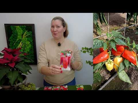 Видео: Подбираем сорта сладкого перца для раннего урожая!