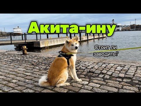 Видео: Акита-Ину без мифов: главные плюсы и подводные камни породы