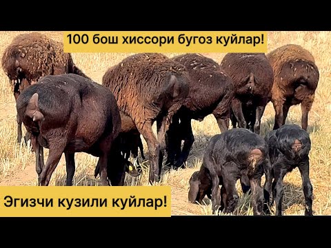 Видео: Дехкондан 100 бош эгизчи бугоз куйлар! 951620794☎️ 977011203☎️ 990160583☎️