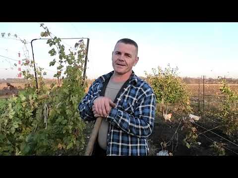 Видео: Замена виноградного куста осенью