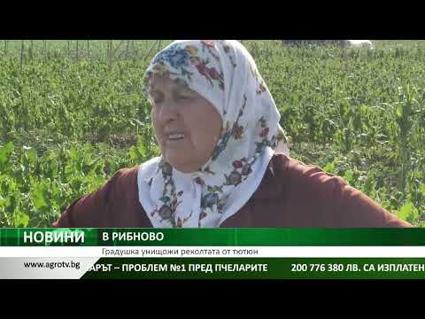 Видео: В РИБНОВО: Градушка унищожи реколтата от тютюн
