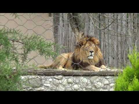 Видео: ЕМИСИЈА СУПЕР ЅВЕЗДА 2016 - ЗООЛОШКА ГРАДИНА СКОПЈЕ (втор дел)