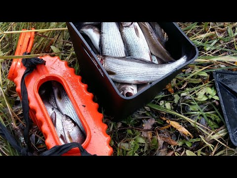 Видео: Рыбалка на хариуса/ямы и перекаты забиты хариусом Grayling fishing, river rafting