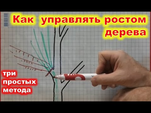 Видео: Как УПРАВЛЯТЬ РОСТОМ ДЕРЕВА в саду. Методы усиления и снижения роста.