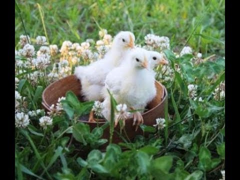 Видео: Самый гуманный способ, снять наседку с гнезда.