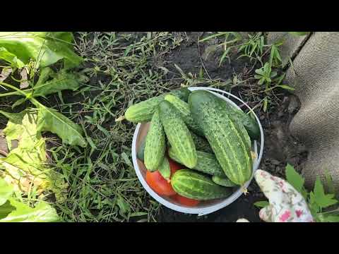 Видео: Заготовка на зиму и ужин 🍴 на скорую руку