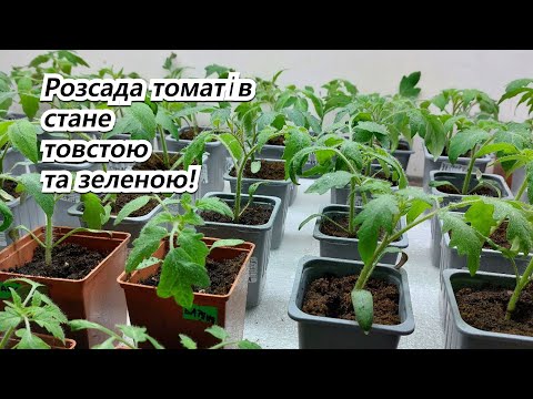 Видео: Розсада томатів призупине витягування!