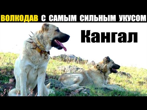 Видео: КАНГАЛ — Волкодав с Самым Сильным Укусом и Лидер Всех Собачьих Рейтингов!