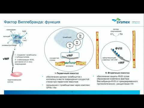 Видео: Фактор Виллебранда. общее описание