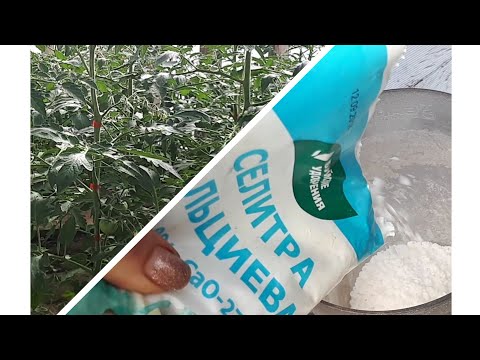 Видео: Кальциевая селитра по томатам. Защита от вершинной гнили.