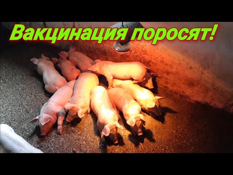 Видео: Вакцинация поросят!