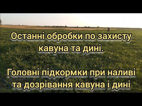 Видео: 🍉🍈 Що потрібно щоб кавун набрав цукрів, головні штрихи при дозріванні КАВУНА. Захист від хвороб.