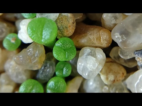 Видео: СЕЯНЦЫ. Литопсы. Хавортия. Лапидария.
