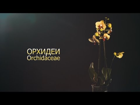 Видео: Наука 102 - Орхидеи - самые капризные растения на планете.