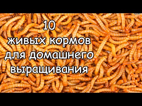 Видео: 10 ЖИВЫХ КОРМОВ ДЛЯ аквариумных рыбок и не только