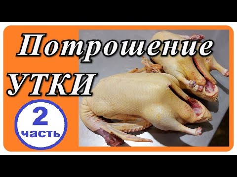 Видео: ПОТРОШЕНИЕ УТКИ МУЛАРД. ВЕС ТУШКИ И ПОТРОШКОВ - 2 часть