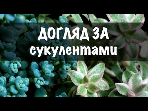 Видео: Догляд за сукулентами 2022. Мій досвід