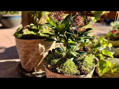 Видео: Контейнерное озеленение входной зоны # Скиммия и мюленбекия # Mein Garten