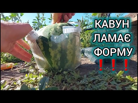 Видео: КАВУН ЛАМАЄ ФОРМУ 2❗️❗️❗️ ЕКСПЕРИМЕНТ❗️БІЗНЕС В СЕЛІ❕️❕️❕️