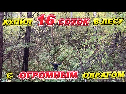 Видео: Купили 16 СОТОК в ЛЕСУ с ОГРОМНЫМ ОВРАГОМ!