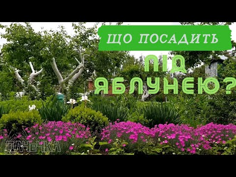 Видео: Що посадить під яблунею. Рослини для затінку.