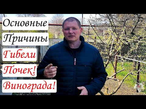 Видео: ОСНОВНЫЕ Причины ГИБЕЛИ Почек при УКРЫТИИ Винограда ЗЕМЛЁЙ!