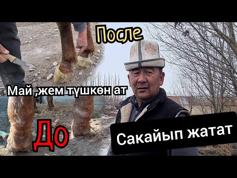 Видео: МАЙ түшкөн ЖЕМ түшкөн ат САКАЙДЫ 😱КАМАЛ АКЕДЕН ПАЙДАЛУУ КЕҢЕШ 👍