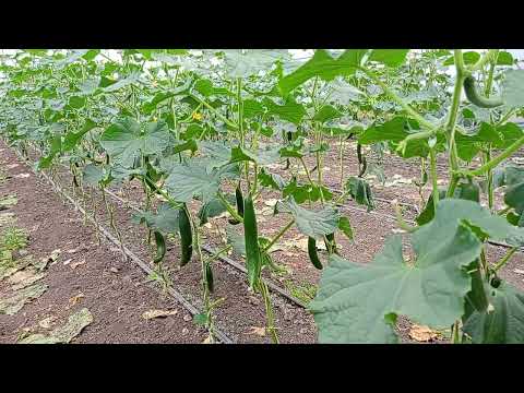 Видео: Допълнителен доход на Село | Вижте колко Пари Печелим от Краставиците в Оранжерия