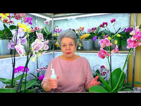 Видео: Орхидеи - новинки.  Обработка от вредителей и полив.  Важные советы - Часть 2.