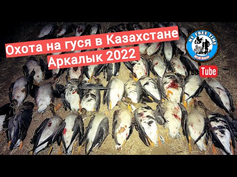 Видео: Гусиное Бинго! Охота на гуся в Казахстане 2022 Второй выезд в Аркалык 4K