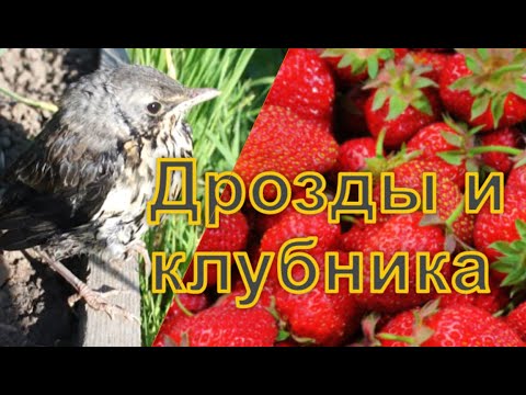 Видео: Чтобы дрозды не клевали ягоды. Продолжение