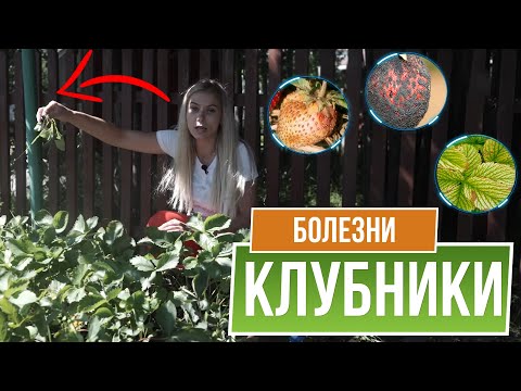Видео: Самые опасные Болезни Клубники и ЧЕМ ИХ ЛЕЧИТЬ ❦