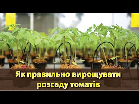 Видео: Як правильно вирощувати розсаду томатів | Как правильно выращивать рассаду помидоров?