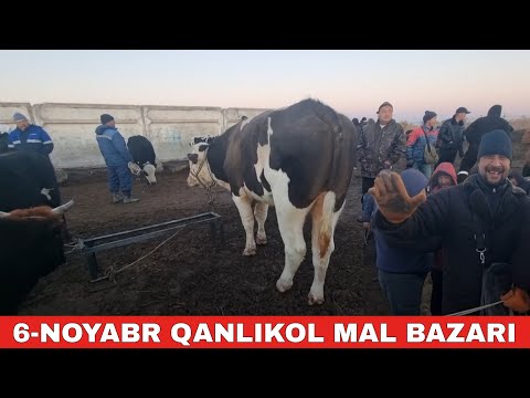 Видео: 6-НОЯБРЬ/КАНЛЫКОЛ МАЛ БАЗАРЫ/СКОТНЫЙ РЫНОК/BUQALAR/BIG BULLS IN THE WORLD/BIG COW